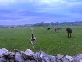 On the farm