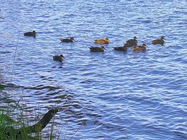 Sducks wimm with the ducks