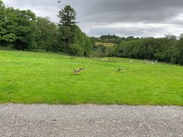 Red kite feeding