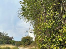Local views