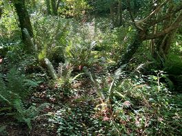 Lost in woods