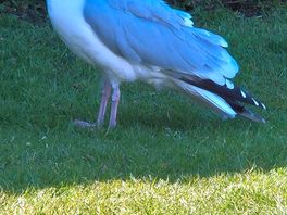 Even the seaguls where handsome.....