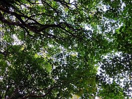 Look up