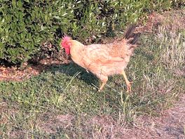 My neighbour on site
