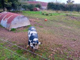 Friendly pig on the site just outside the woods