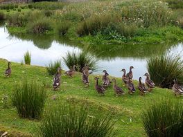 All ducks in a row