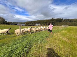 Some friendly caldbeck sheep