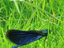 Nature in field