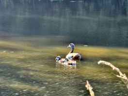 Goose and goslings