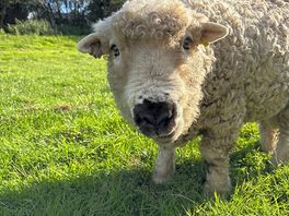 Friendly farm animals roaming