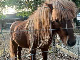 Ponies on site