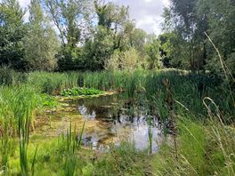 Pond