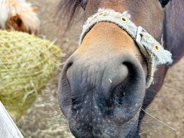 Friendly horses