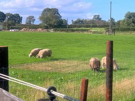 Sheep
