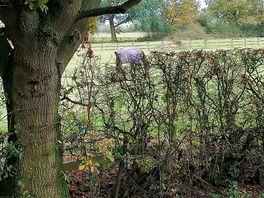 Horses in field opposite pitch 29