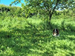 The hound loved it too.