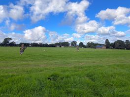 Field