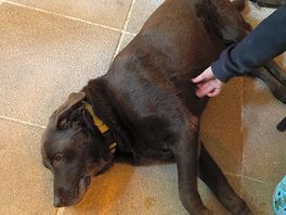 Chocolate lab