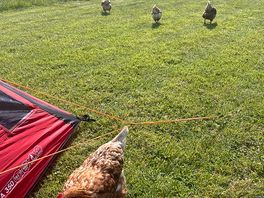Friends for the morning
