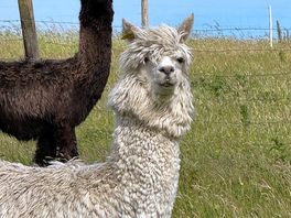 Alpacas