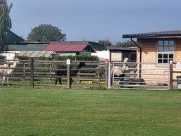 The alpacas watching you watching me