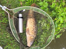 Nice carp