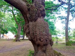 The trees were beautiful some really old and distinguished looking ones