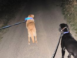 Evening walk
