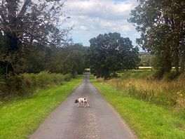 Dog walk