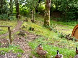 Resident ducks