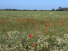 Poppies off the side