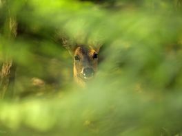 Deer in bracken at morton heath