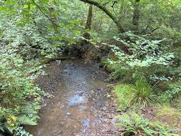The campsite woods