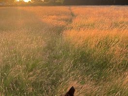 Dusk
