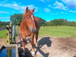 Beautiful horses