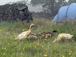 Ducks on site