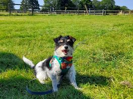 One happy dog!