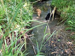 Stream close by