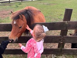 Pony