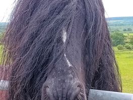 Cool camp emo horse.