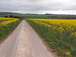 Rapeseed field seen whilst cycling