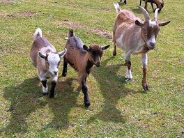 More goats