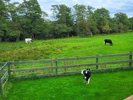 The dog enjoyed watching the cows