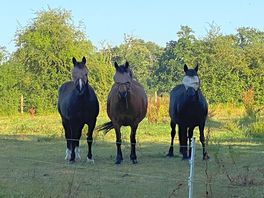 Horses in the fields near the farm