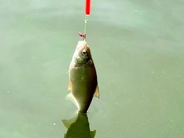 🐟