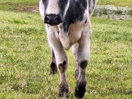 The nieghbour. in the field. 😂