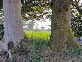 Looking through the trees