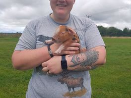 Brand new piglets for the farm