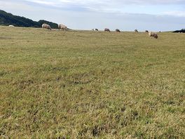 Sea view across a sheep field