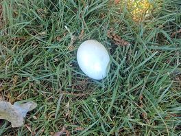 The duck egg